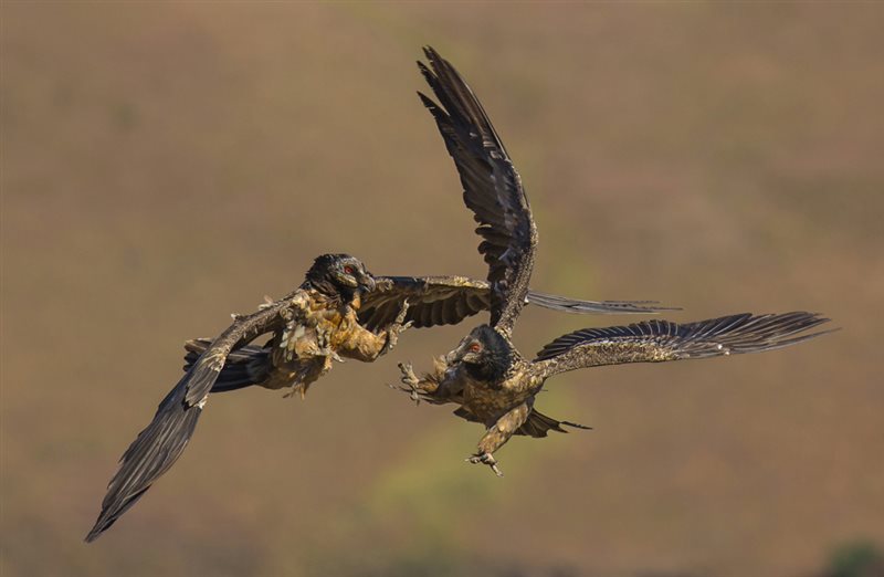 -Aerial Attack-Pieter Mare