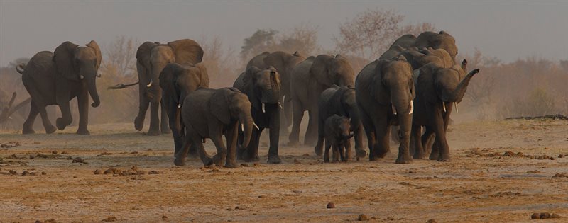 -Thirsty Elephants-Hennie Niemand