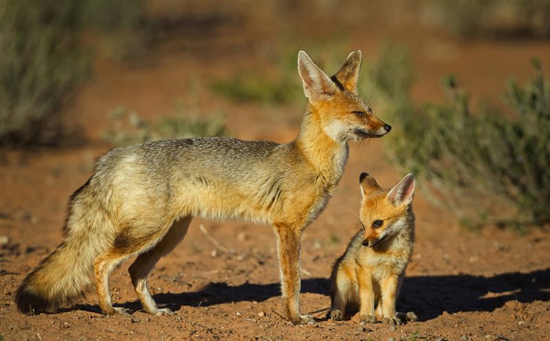 -Dad and Son-Willem Kruger