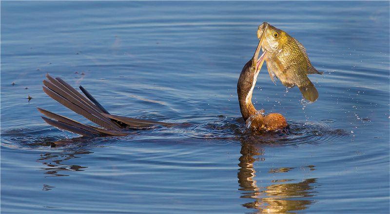 -Spear Fishing-Johan Coetzee