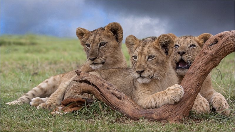 -Three Musketeers-Johan Strydom