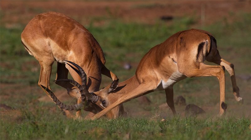 -Rooibokgeveg-Francois Roux