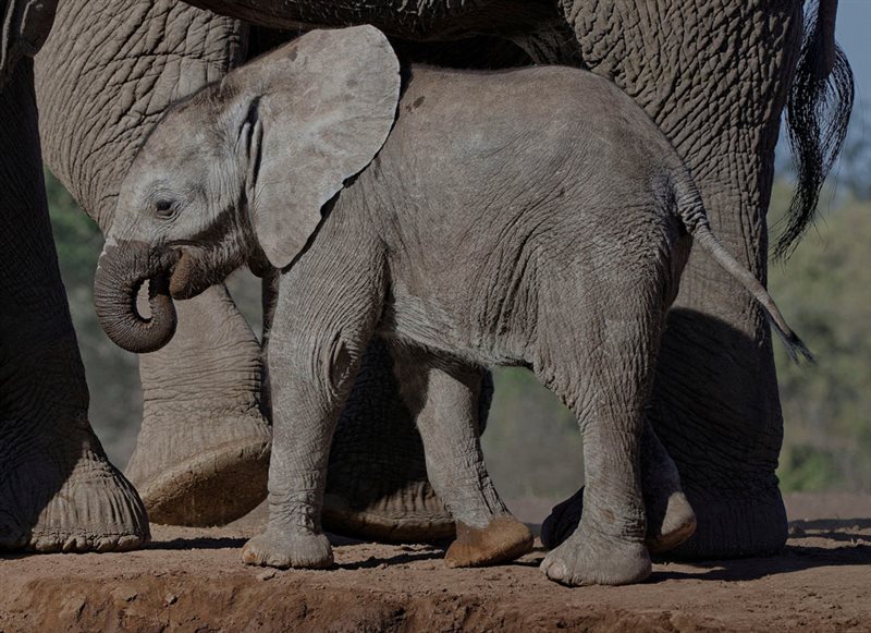 -When I Grow Up-Heidie Broschk