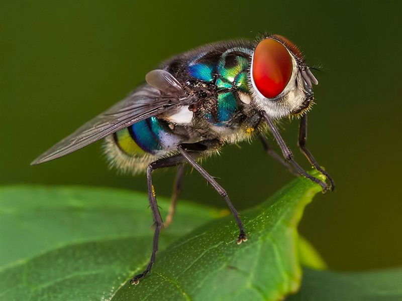 -Red Eye Fly-George Swart