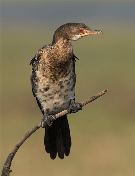 -Posering-Trix Jonker