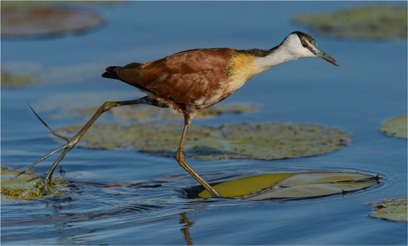 -Klein Langtoon-Francois Moller