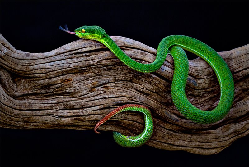 -Tasting-Martilie Weideman