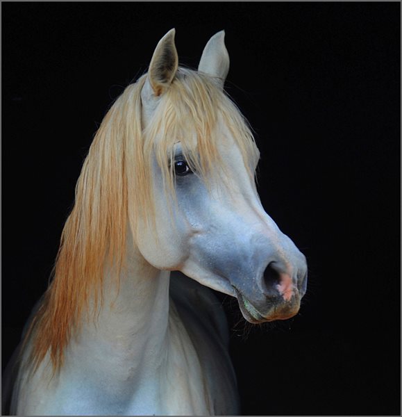 -White Horse-John Coumbias