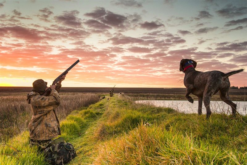 -High Geese-Ian Dodds