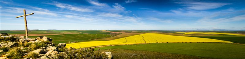 -Canola Cross-Nicol du Toit
