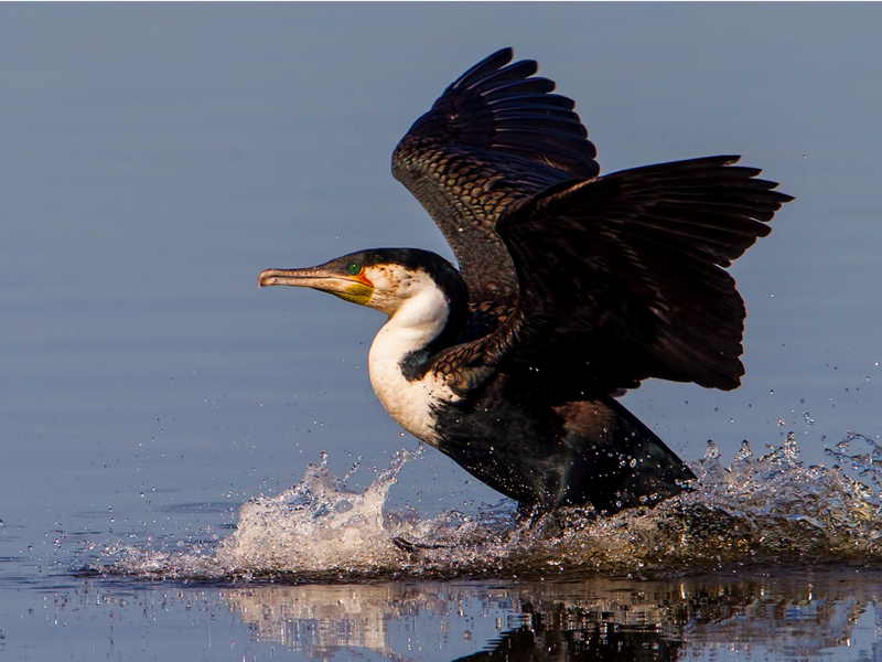 Andre-Serfontein-South Africa-