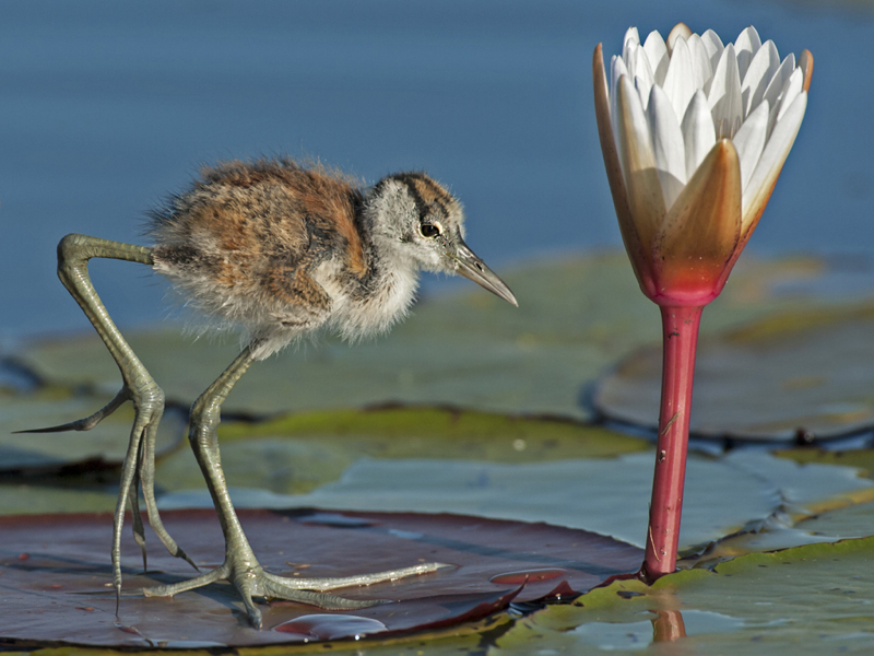 Gonnie-Myburgh-South Africa-