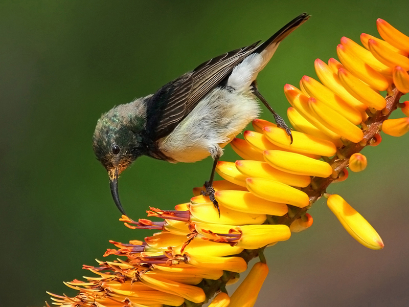 Malie-van der Vyver-South Africa-