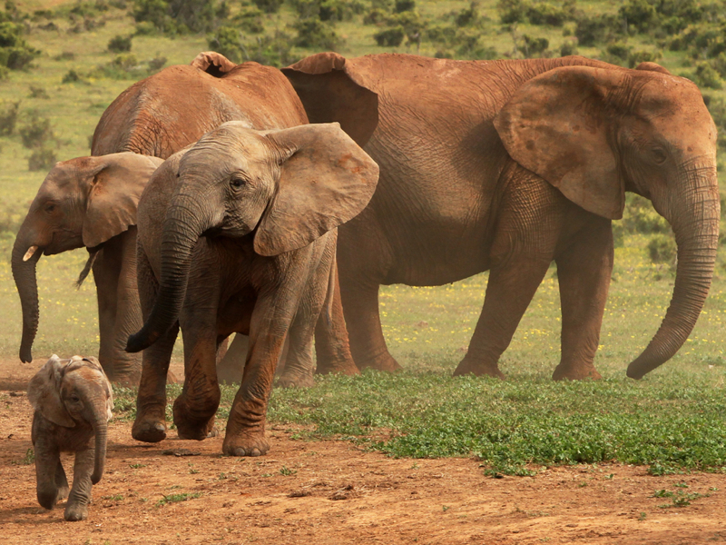 Mariluo-Manning-South Africa-