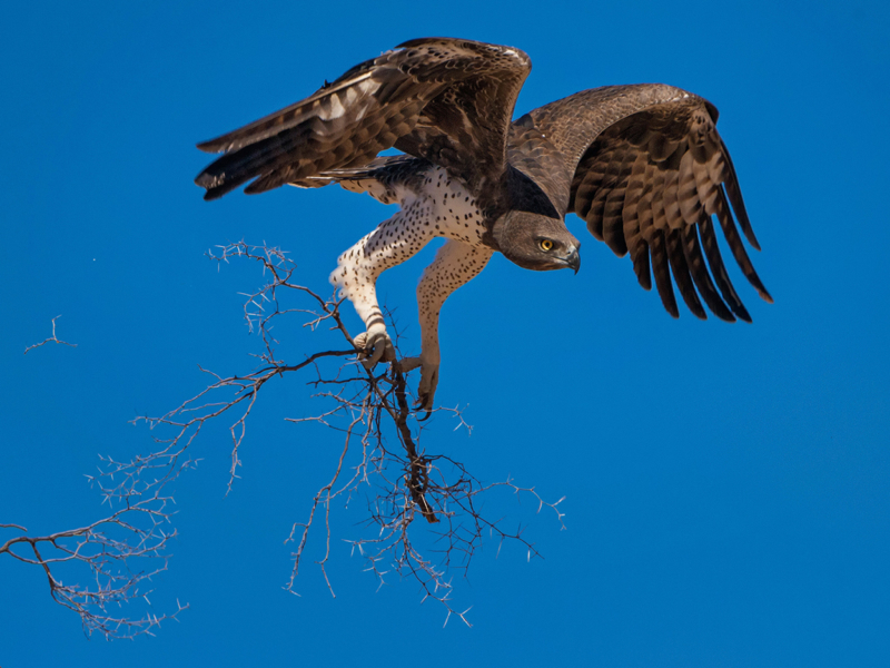 Willem-Kruger-South Africa-