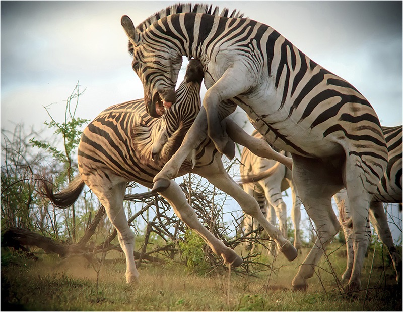 01 Zebra Fight - Nobby Clarke
