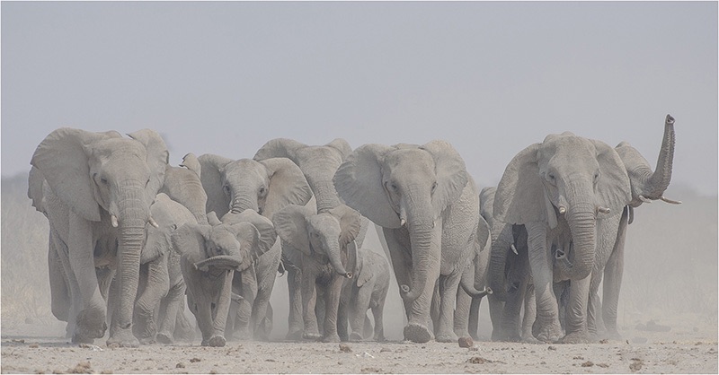 02 Thirsty Elephant - Johan Botha