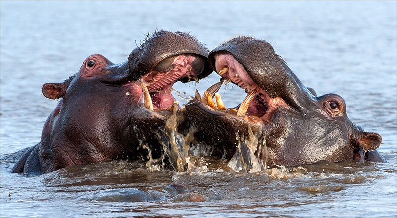 03 Hippo Fight - Jill Sneesby