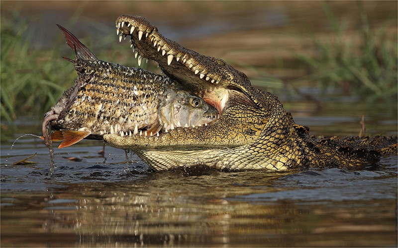 04  krokkedil vang tiervis 1 - Francois van der Watt