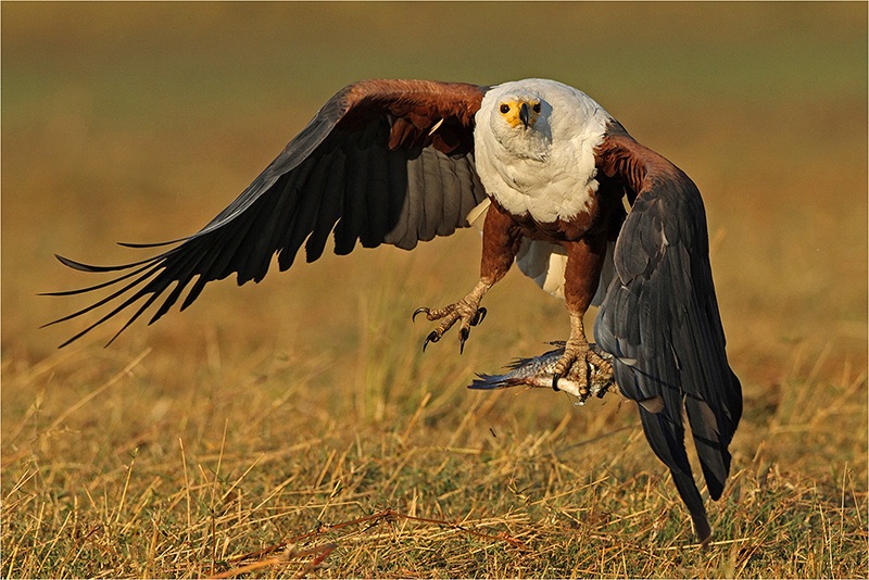 05  Visarend met prooi - Francois van der Watt