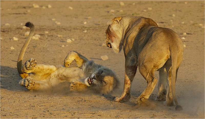 07 Sibling rivalry 1 - Charmaine Joubert