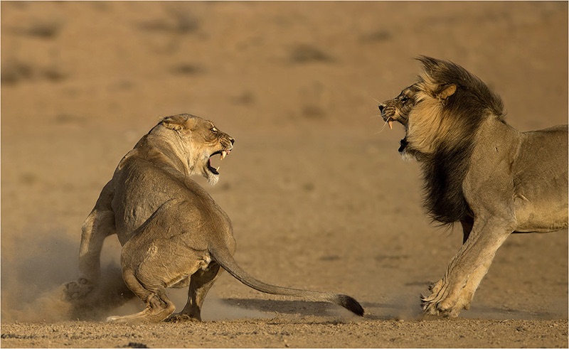 08 rooiputslions9 - Geo Jooste