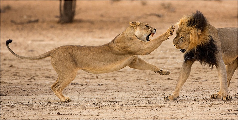 09 Lashing Out - Johan Kloppers