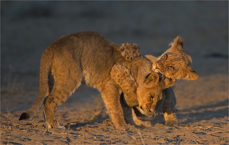 10  fightingcubs1a - Geo Jooste