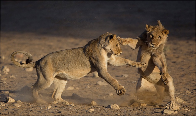 11 Mock Fight - Johan Joubert