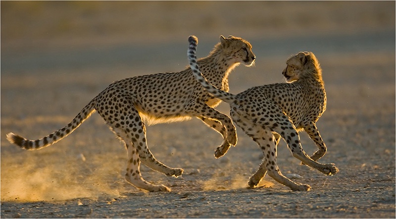 12 cheetahs at play - Delanie Lamprecht
