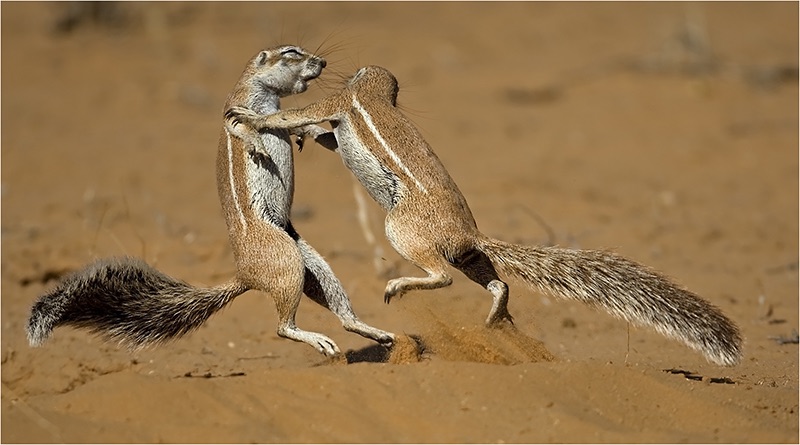 13 ground squirrels - Delanie Lamprecht
