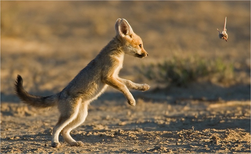 14  Cape fox with mouse - Gideon Botes