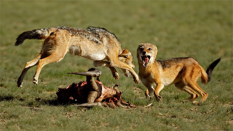 15 Jackal Fight - Koot Marais