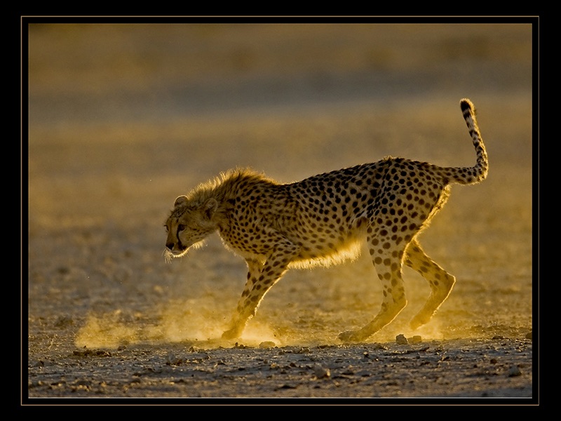 Backlit Cheetah P2 - Delanie Lamprecht