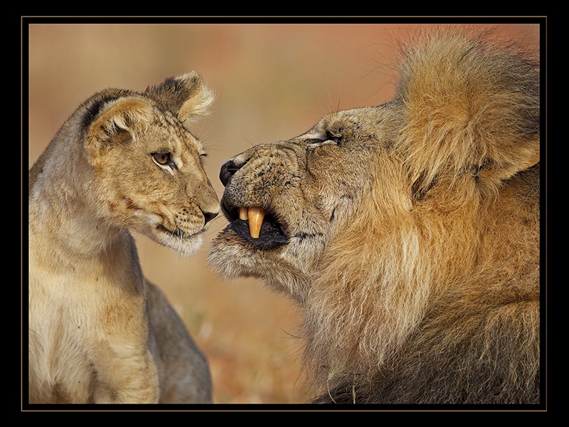 Deadly Stare P - Lee Slabber