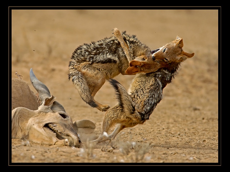 Flying Tackle P2 - Gideon Botes