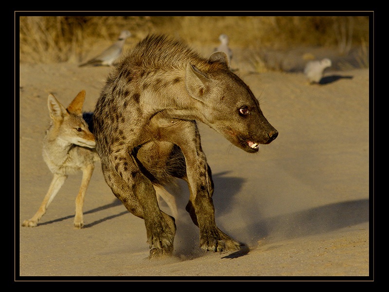 Hyena Sidestep P2 - Charmaine Joubert