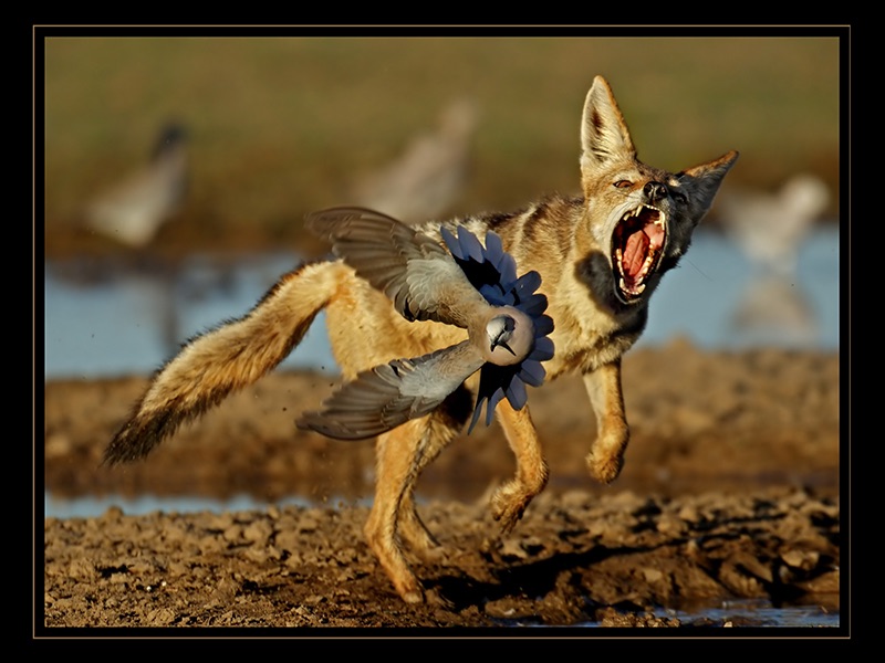 Jackal with dove P - Koot Marais