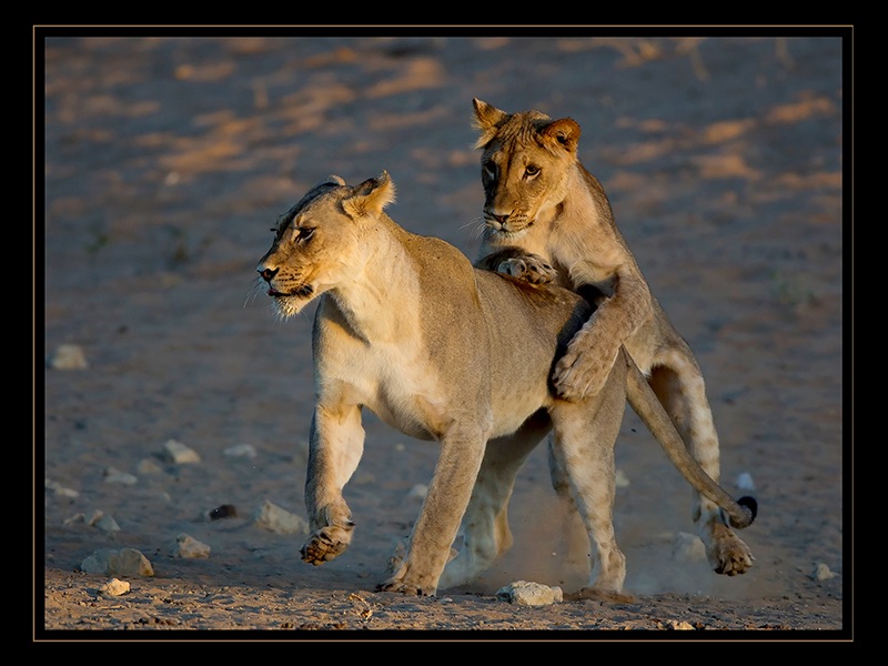 Playful Cub P2 - Johan Joubert