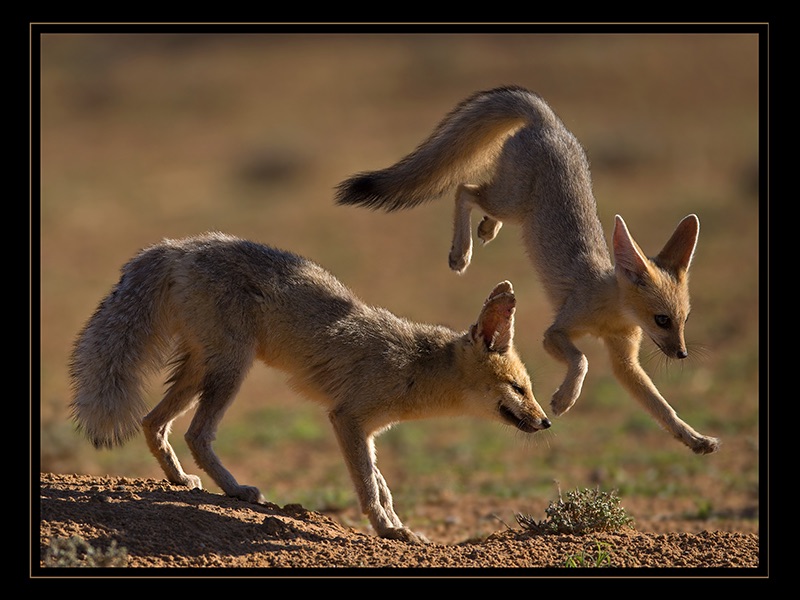 Playing with Mom P - Geo Jooste