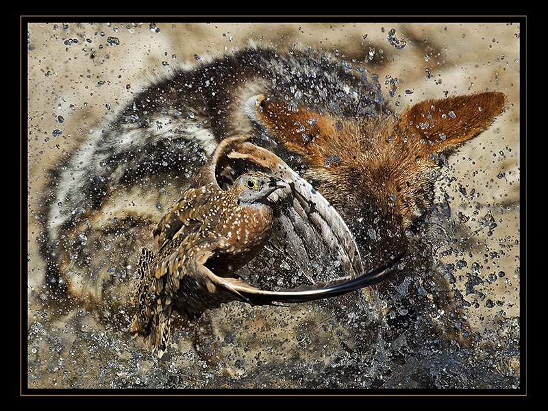 Sandgrouse Escape P - Johan Botha