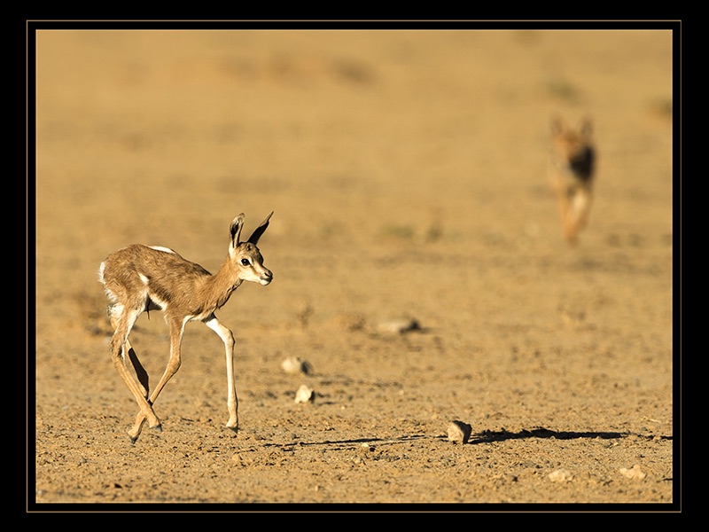 Springbok Lamb P - Jill Sneesby