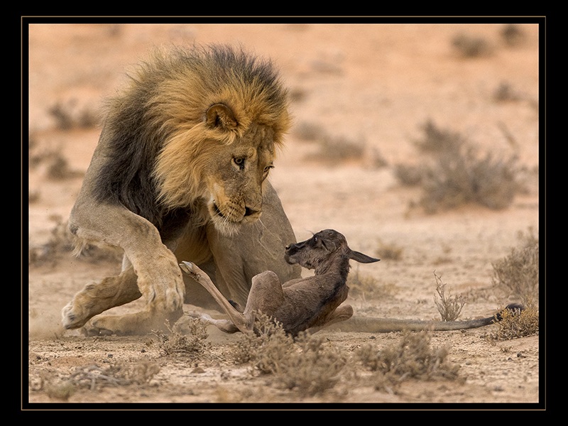 Stare of Death P - Johan Kloppers