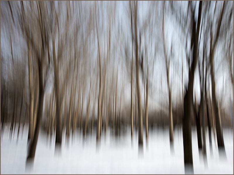 PSSA Gold Medal -Snow in the Woods - Johan Beyers - Tafelberg