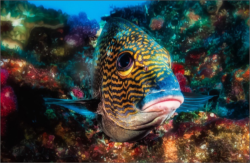 PSSA Silver Medal -Underwater Portrait - Chris Swanepoel - Pietersburg