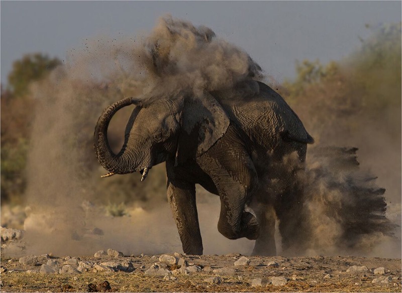 PSSA Silver-Anette Ligthelm-AFO Photography Club-Elephant dust bath