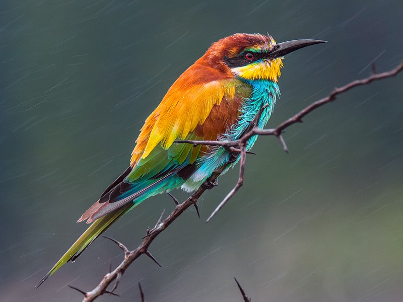 Bluff Camera Club Bronze Medal- Gerhard Geldenhuys-Nelspruit Photographic Society-Getting wet