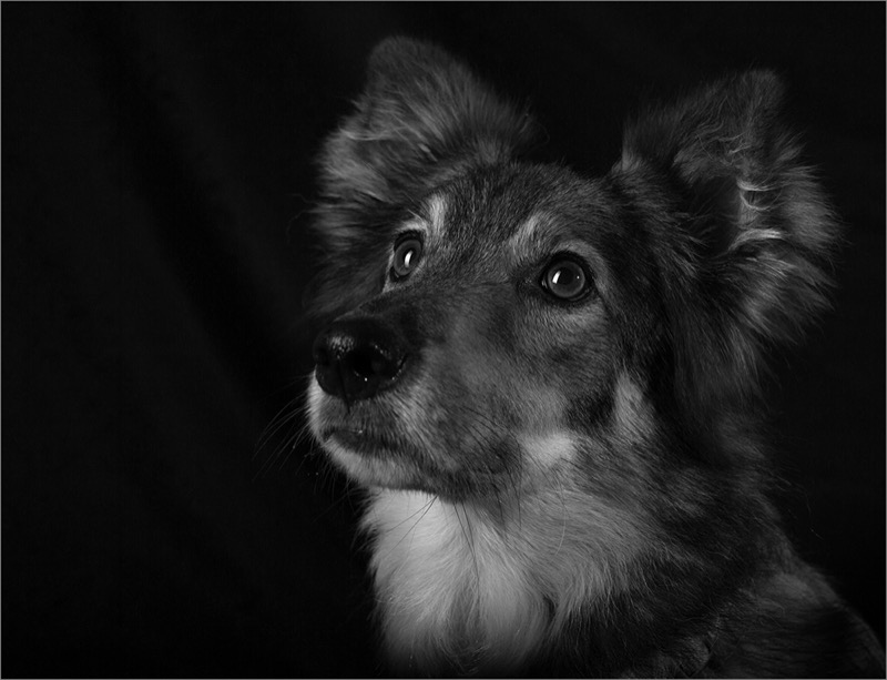 Bluff Camera Club Bronze Medal-Valmai le Grange-Magalies Foto Fun Club-loyal eyes