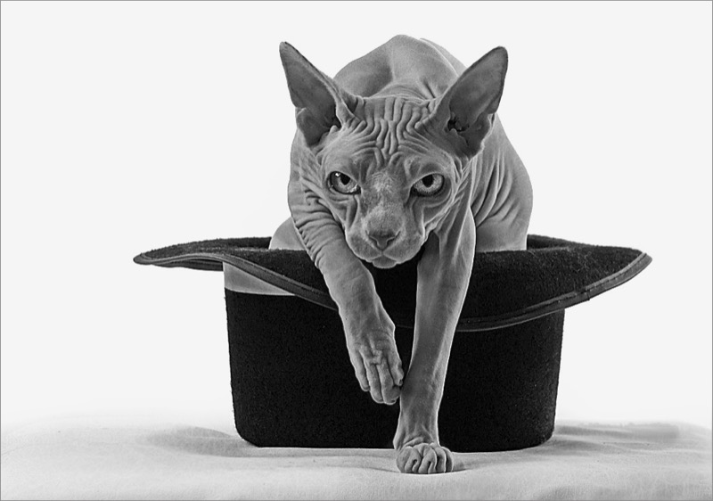 PSSA Silver Medal-Leon Pelser-Hoëveld Forografie Klub-Sphynx Cat in Mono