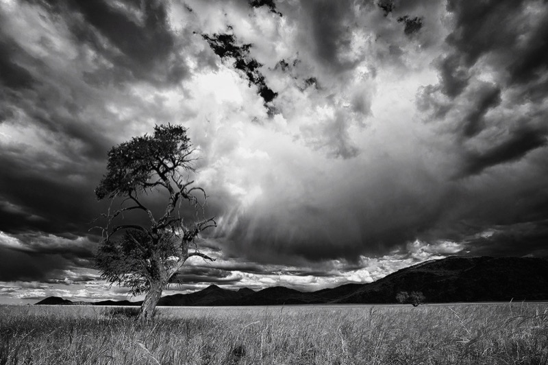 PSSA Silver Medal-Willem Kruger-Bloemfontein Kameraklub-Single tree in grass
